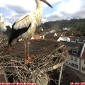09_15-nest.jpg
