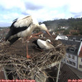 09_20-nest.jpg
