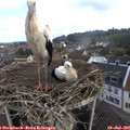 09_25-nest.jpg