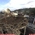09_30-nest.jpg