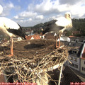 09_35-nest.jpg