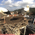 09_40-nest.jpg