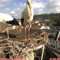 09_45-nest.jpg