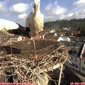 09_50-nest.jpg
