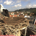 09_55-nest.jpg