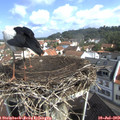 10_05-nest.jpg