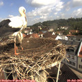 10_10-nest.jpg