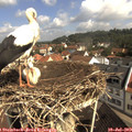 10_15-nest.jpg