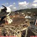 10_20-nest.jpg