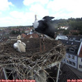 10_25-nest.jpg