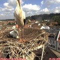 10_30-nest.jpg