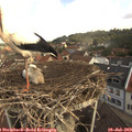 10_40-nest.jpg