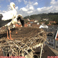 10_45-nest.jpg