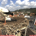 10_50-nest.jpg