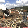 10_55-nest.jpg