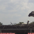 11_00-mast.jpg