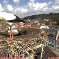 11_00-nest.jpg