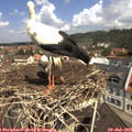 11_15-nest.jpg