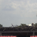 11_20-mast.jpg