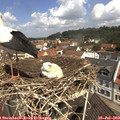 11_20-nest.jpg