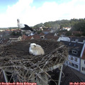11_25-nest.jpg