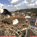 11_30-nest.jpg