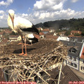 11_40-nest.jpg