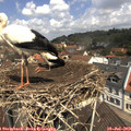 11_45-nest.jpg