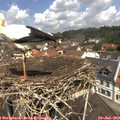 11_50-nest.jpg