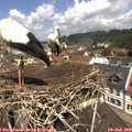 11_55-nest.jpg