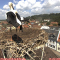 12_00-nest.jpg