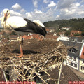 12_05-nest.jpg