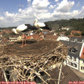 12_10-nest.jpg
