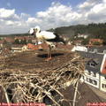 12_15-nest.jpg