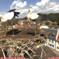 12_20-nest.jpg