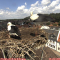 12_25-nest.jpg