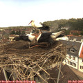 12_30-nest.jpg