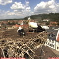 12_35-nest.jpg