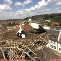 12_45-nest.jpg
