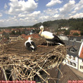 12_50-nest.jpg