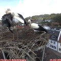 12_55-nest.jpg
