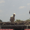 13_00-mast.jpg