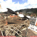 13_00-nest.jpg