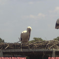 13_05-mast.jpg