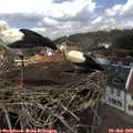 13_05-nest.jpg
