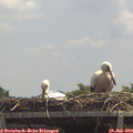 13_10-mast.jpg