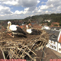 13_10-nest.jpg