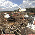13_15-nest.jpg