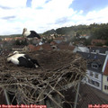 13_20-nest.jpg