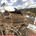 13_30-nest.jpg
